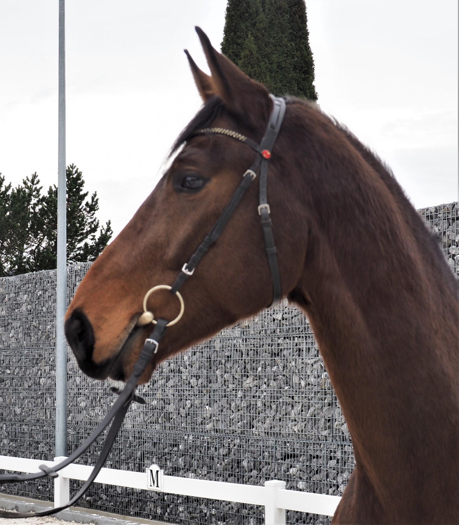 GB Loano / Verkaufspferde / Grunder Horses